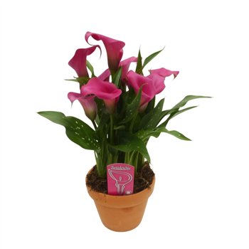 Kala zazu Roze in stenen pot8 fl 40cm 14cm Q4832