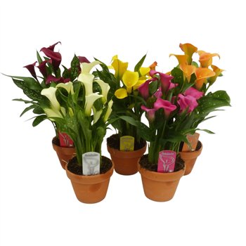 Kala mix 4 colours Mix stenen pot6 fl 40cm 14cm Q4844