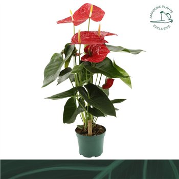 Anthurium andr  oregon Oregon 17cm5 fl 65cm 17cm Q390