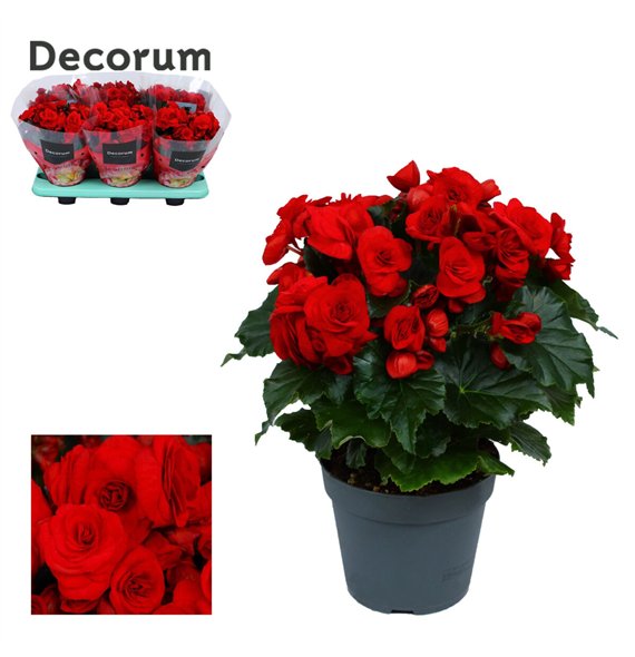 Begonija elatior du  baladin rood Decorumpp 32cm 14cm Q719