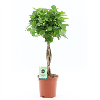 Fikus microcarpa moclame Microcarpa Moclame pot 17 5 pp 70cm 17cm Q2365