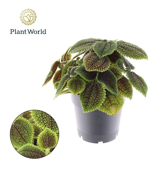 Pilea alumi Moonvalley 1 pp 30cm 14cm Q4125