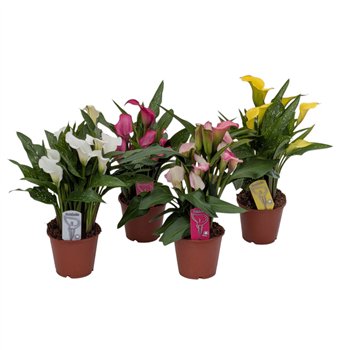 Kala mix 4 colours Mix6 fl 45cm 14cm Q4833