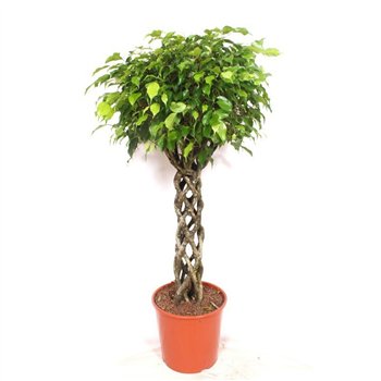 Fikus benjamina exotica Exoticapp 130cm 30cm Q1807