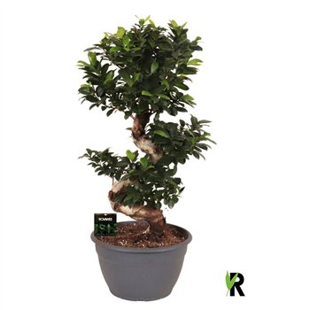 Fikus microcarpa ginseng micr  S-type in sierpot 1 pp 90cm 30cm Q1859