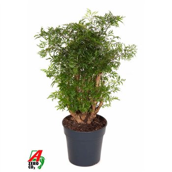 Polyscias ming Ming branched P21 80cm 21cm Q4040