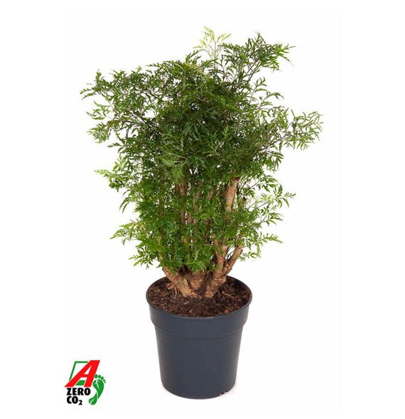 Polyscias ming Ming branched P21 80cm 21cm Q4040