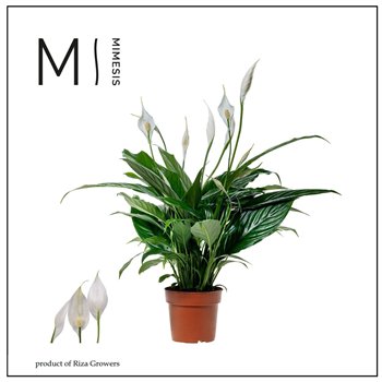 Spatifil sweet benito 5+ - without sleeve 55cm 13cm Q3116