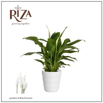 Spatifil chopin 9 cm Chopin in Laura keramiek3 fl 30cm 9cm Q4839