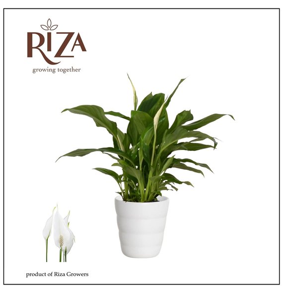 Spatifil chopin 9 cm Chopin in Laura keramiek3 fl 30cm 9cm Q4839