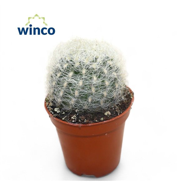 Kaktus Neoporteria Senilis 15cm 5.5cm Q867