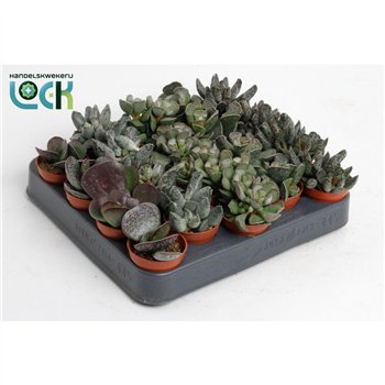 Haworthia Adromiscus mix ( levende steen) 10cm 5.5cm Q2249