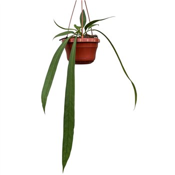 Anthurium Vittarifolium without flower fl 25cm 14cm Q362