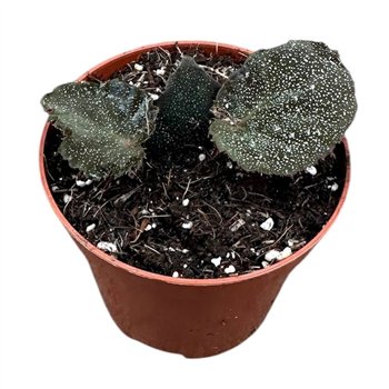 Begonija Taconite 1 pp 12cm 8cm Q764