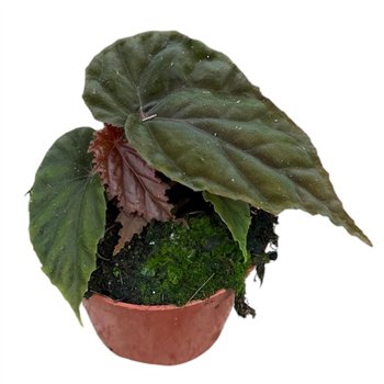 Begonija SP Black Bloodie 1 pp 12cm 8cm Q780