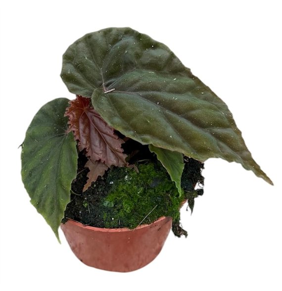 Begonija SP Black Bloodie 1 pp 12cm 8cm Q780