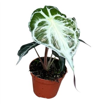 Alokazija Venom 1 pp 12cm 8cm Q159