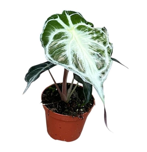 Alokazija Venom 1 pp 12cm 8cm Q159