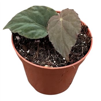 Begonija Pavonina 1 pp 12cm 8cm Q762