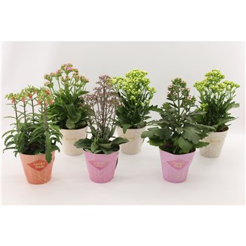 Kalanhoja veranda mix Special Mix  minimaal 3 kinds van bijgevoegde foto1 pp 40cm 14cm Q2534