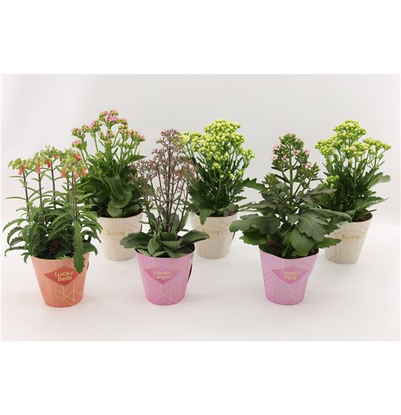 Kalanhoja veranda mix Special Mix  minimaal 3 kinds van bijgevoegde foto1 pp 40cm 14cm Q2534