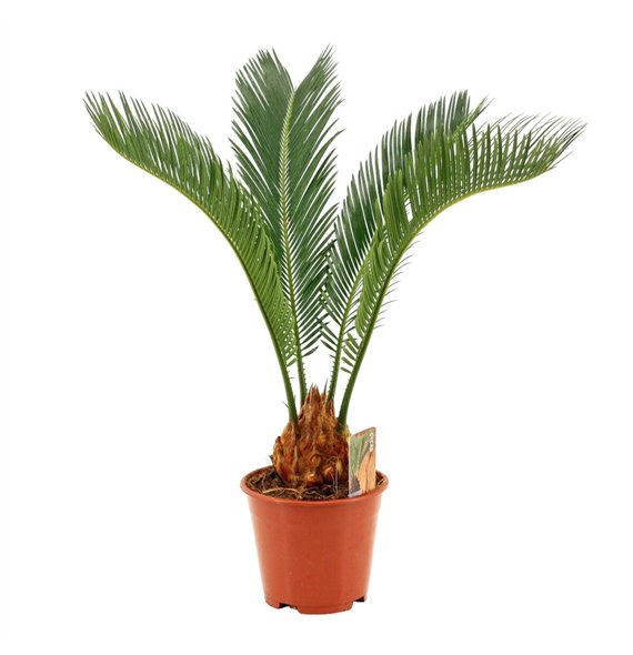 Palma Cikas revoluta 14cm - 4+ springs 55cm 14cm Q5306