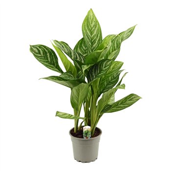 Aglaonema stripes 17 cm Stripes 1 pp 55cm 17cm Q133