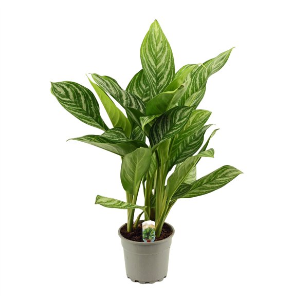 Aglaonema stripes 17 cm Stripes 1 pp 55cm 17cm Q133
