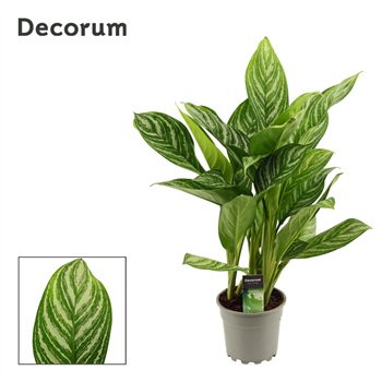 Aglaonema stripes Stripes 17cm 55cm 17cm Q146
