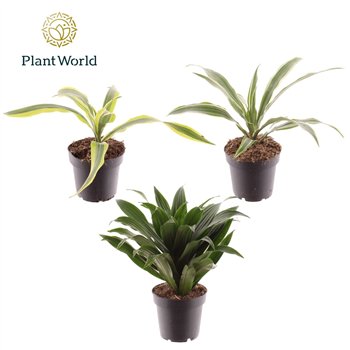 Dracena fragrans Fragrans mixed 1 pp 15cm 12cm Q1333