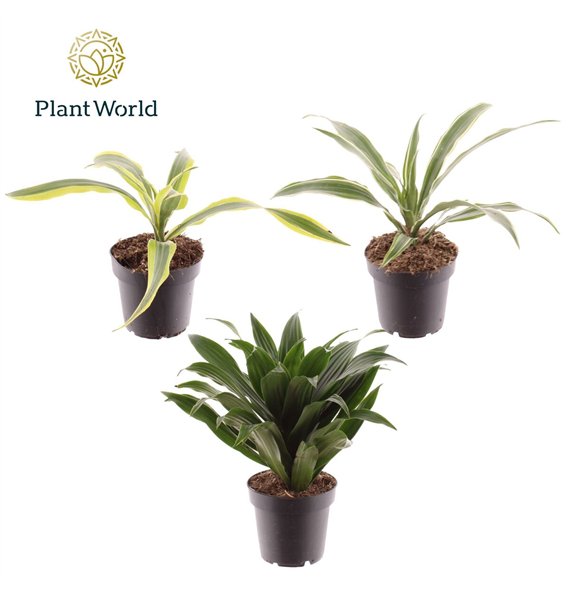 Dracena fragrans Fragrans mixed 1 pp 15cm 12cm Q1333