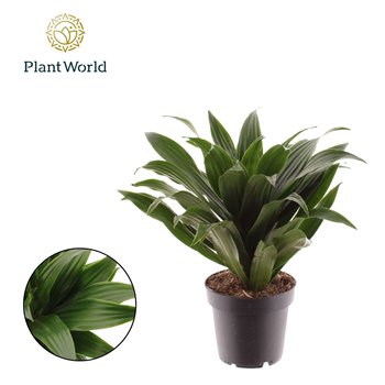 Dracena fragr  compacta Fragrans Compacta 1 pp 15cm 12cm Q1360