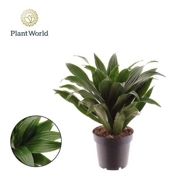 Dracena fragr  compacta Fragrans Compacta 1 pp 15cm 12cm Q1360