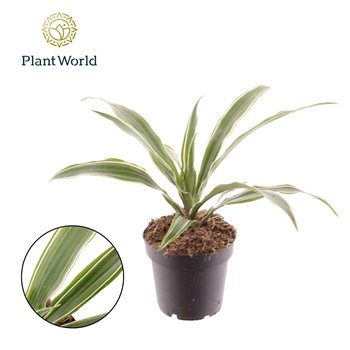 Dracena fragr  der warneckei Fragrans Warneckei 1 pp 15cm 12cm Q1373