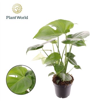 Monstera deliciosa 1 pp 45cm 12cm Q2835