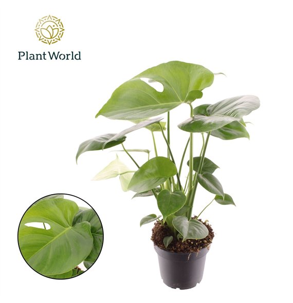 Monstera deliciosa 1 pp 45cm 12cm Q2835