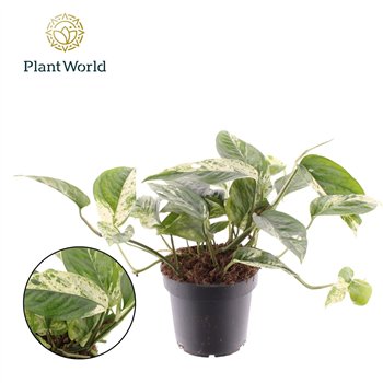Epipremnum Marble king 1 pp 20cm 12cm Q1701