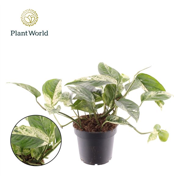 Epipremnum Marble king 1 pp 20cm 12cm Q1701