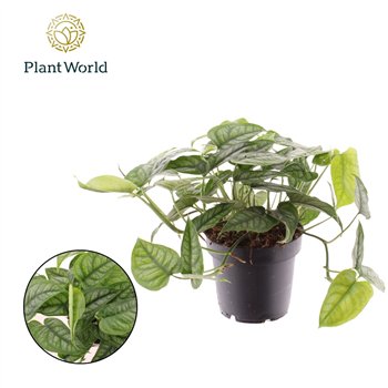 Monstera siltepecana Siltepecana 3 pp 20cm 12cm Q2834