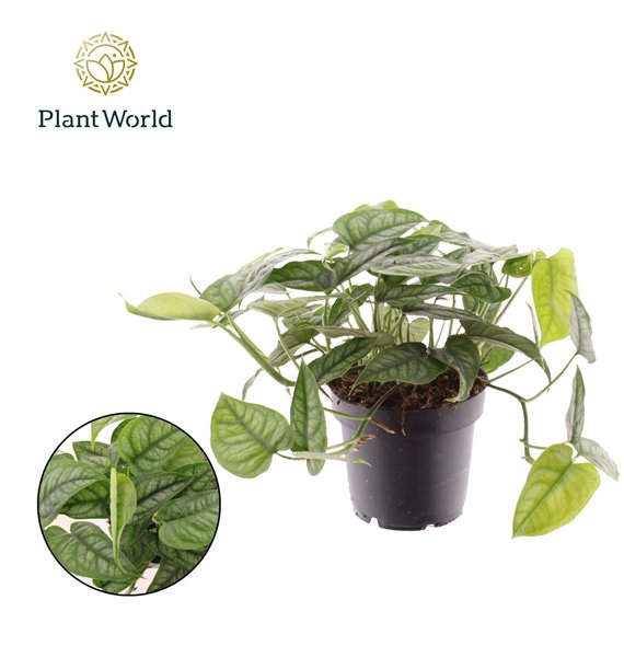 Monstera siltepecana Siltepecana 3 pp 20cm 12cm Q2834