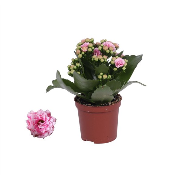 Kalanhoja rosalina alano bicolor Rosalina 07cm Don Alano wit roze  without sleeve 1 pp 15cm 7cm Q2665