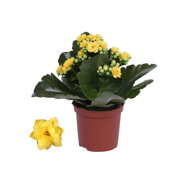 Kalanhoja rosalina don amarillo Rosalina 07cm Don Amarillo geel  without sleeve 1 pp 15cm 7cm Q2666