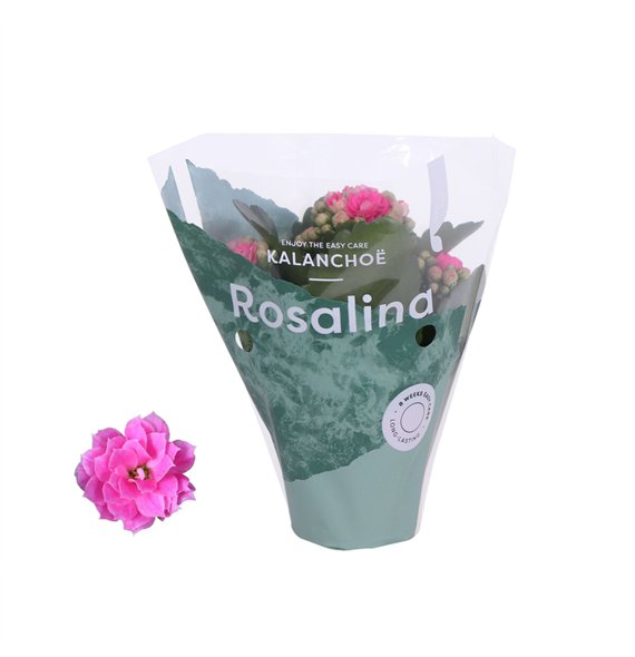 Kalanhoja rosalina don nando rose 15cm 7cm Q2689