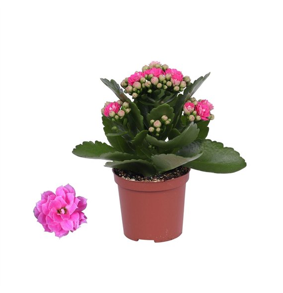 Kalanhoja rosalina don nando roze  without sleeve 15cm 7cm Q2696