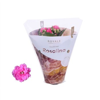 Kalanhoja rosalina roze royale Royale Nando 15cm 7cm Q2697