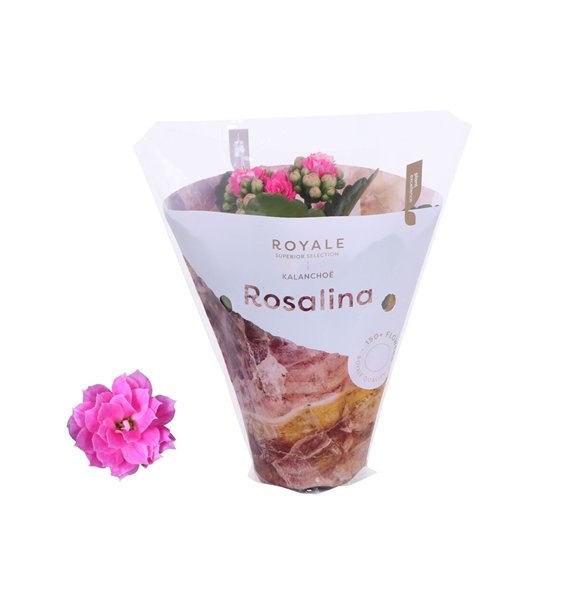Kalanhoja rosalina roze royale Royale Nando 15cm 7cm Q2697
