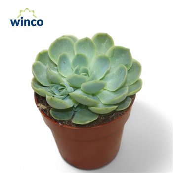Echeveria Zonnestraal1 fl 15cm 8.5cm Q1656