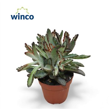 Kalanhoja tomentosa Tomentosa Nigraoverig pp 18cm 8.5cm Q2620