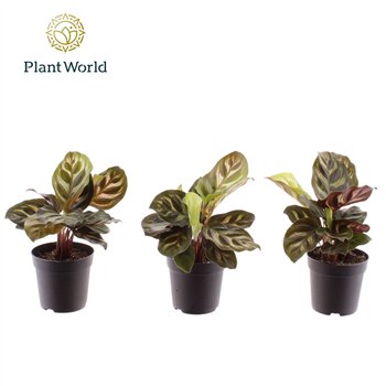 Kalateja makoyana Makoyana 7 cm 15cm 7cm Q830