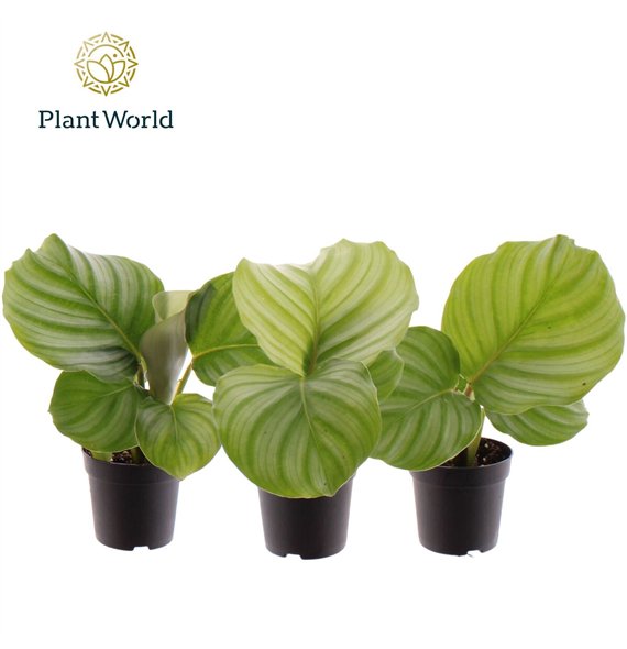 Kalateja orbifolia Orbifolia 7 cm 1 fl 20cm 7cm Q831